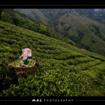 Tea Green Field